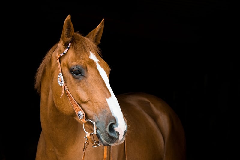 Horse Equestrian Riding